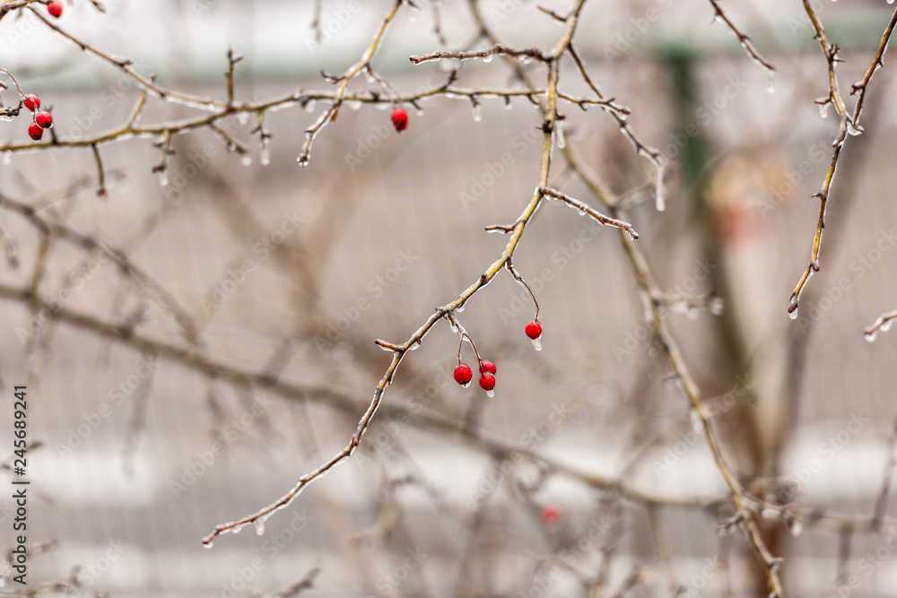 Red rosehip berries and tree branches covered with ice after freezing rain Red rosehip berries and tree branches covered with ice after freezing rain