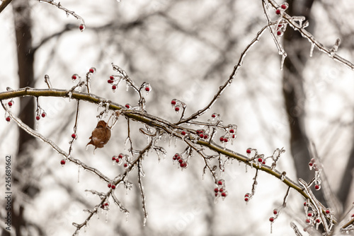 Red rosehip berries and tree branches covered with ice after freezing rain © Oana