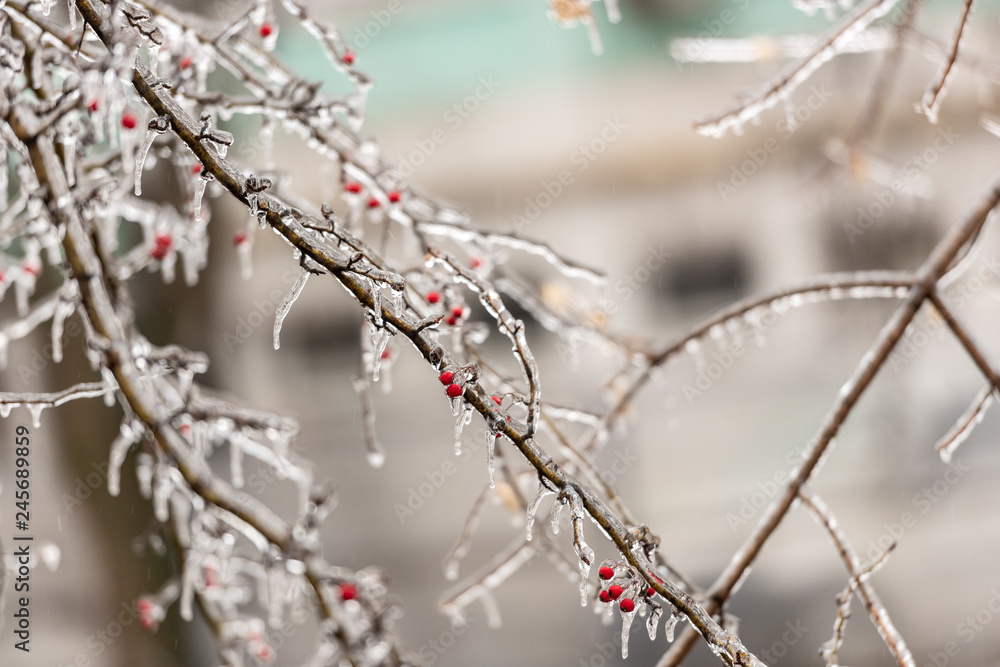 Red rosehip berries and tree branches covered with ice after freezing rain Red rosehip berries and tree branches covered with ice after freezing rain