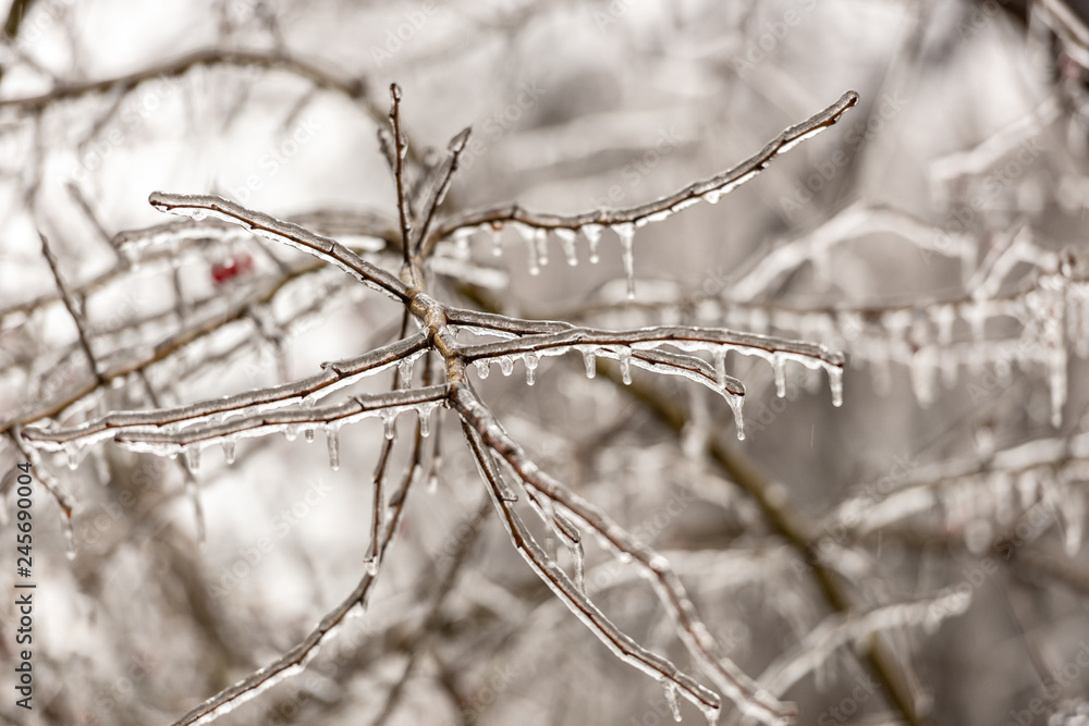 Red rosehip berries and tree branches covered with ice after freezing rain