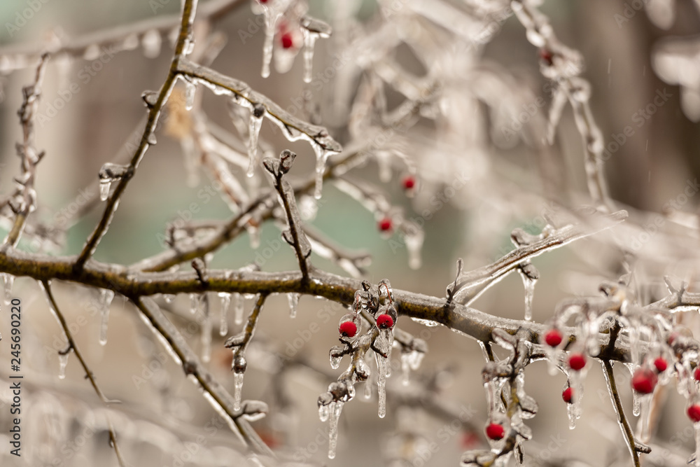 Red rosehip berries and tree branches covered with ice after freezing rain Red rosehip berries and tree branches covered with ice after freezing rain