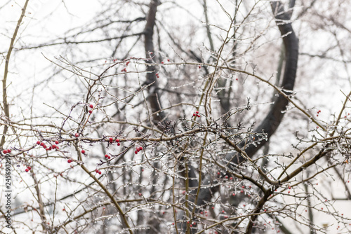 Red rosehip berries and tree branches covered with ice after freezing rain