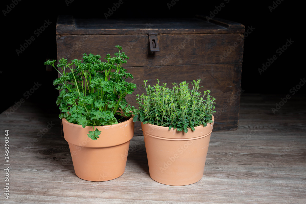 Oregano und Petersilie im Topf Oregano und Petersilie im Topf
