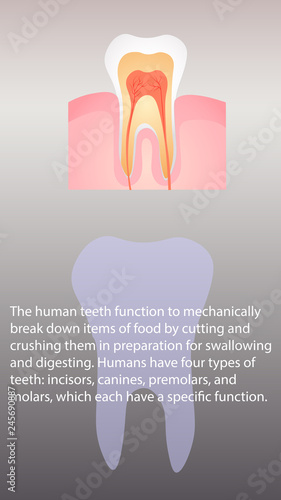 Human teeth function. Internal organs functions vector design. Vertical image