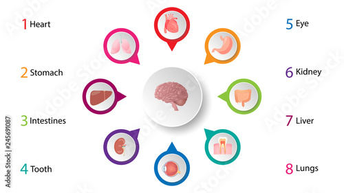 Human organs infografic vector design. Vital internal organs of the human body colored banner
