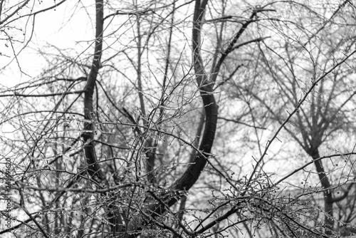Red rosehip berries and tree branches covered with ice after freezing rain - black and white image, high contrast