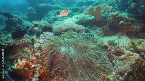 Clown Anemonefish in actinia on coral reef. Amphiprion percula. Mindoro. Underwater coral garden with anemone and clownfish. Philippines