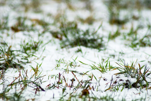 snow on the ground © vartzbed