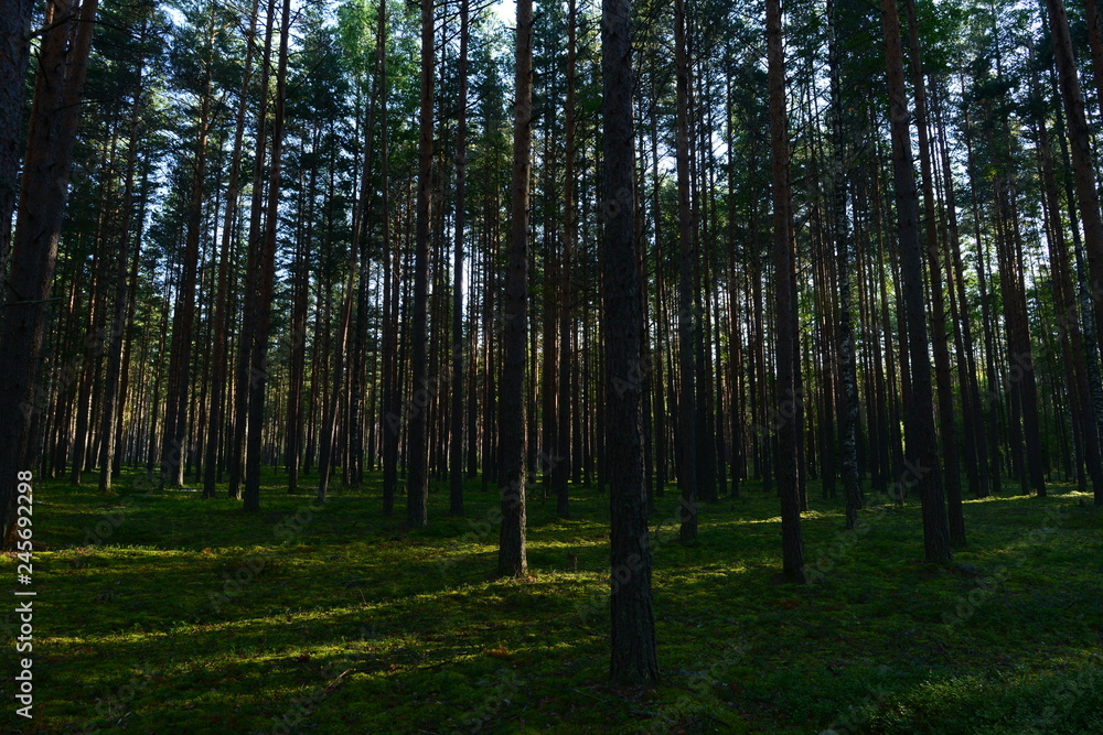 Pine forest in the light of the morning sun on the green cover plants of blueberries and moss Pine forest in the light of the morning sun on the green cover plants of blueberries and moss