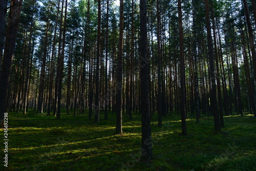 Pine forest in the light of the morning sun on the green  cover plants of blueberries and moss