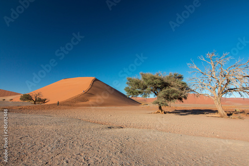 Namibia Namib desert Dune45 and dead tree