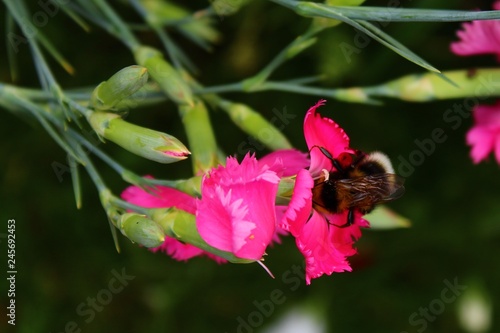 Hummel an einer Nelke photo