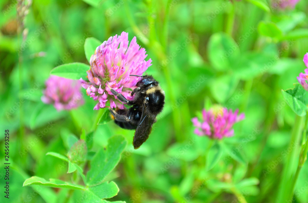 Bumblebee on clover flower. Drinks nectar from clover flower. Extraction of honey. Bumblebee on clover flower. Drinks nectar from clover flower. Extraction of honey.
