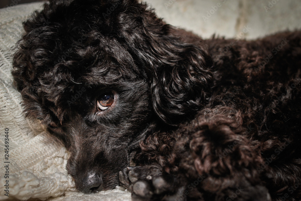 Little black young toy poodle pet on the bed Little black young toy poodle pet on the bed