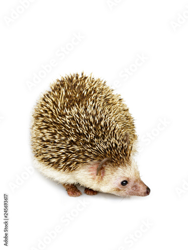 Image of small hedgehog isolated on white background. Wild Animals.