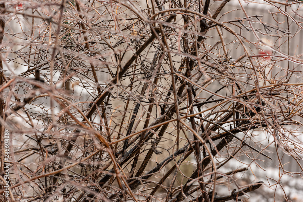Frozen plants covered in a thick layer of ice after a winter ice storm with freezing rain Frozen plants covered in a thick layer of ice after a winter ice storm with freezing rain