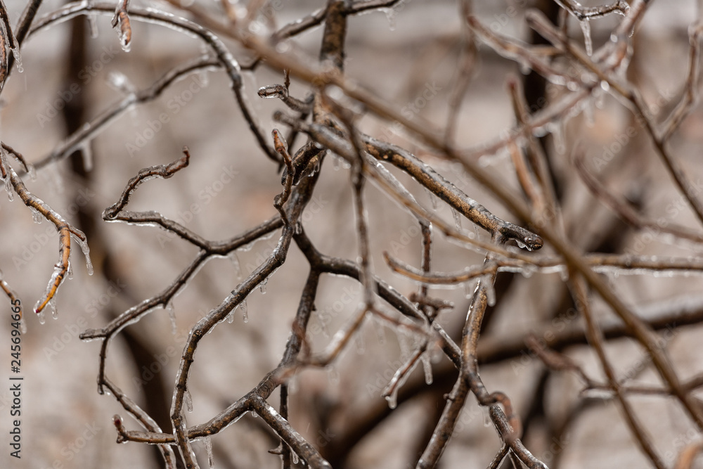 Frozen plants covered in a thick layer of ice after a winter ice storm with freezing rain Frozen plants covered in a thick layer of ice after a winter ice storm with freezing rain