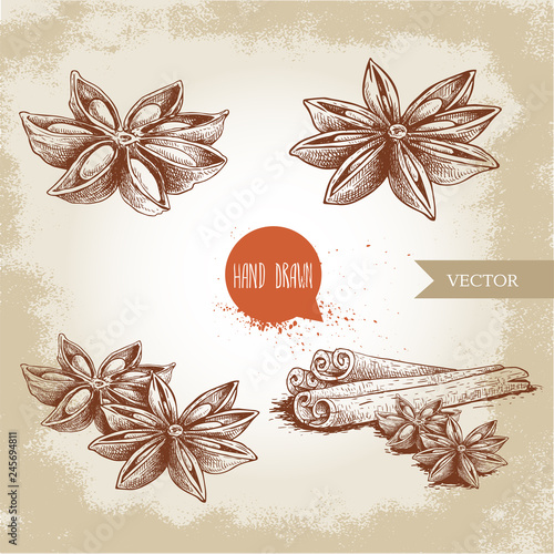 Anise star sketches set. Single, batch and composition with cinnamon sticks. herbs and condiment retro style hand drawn collection. Vector illustrations.