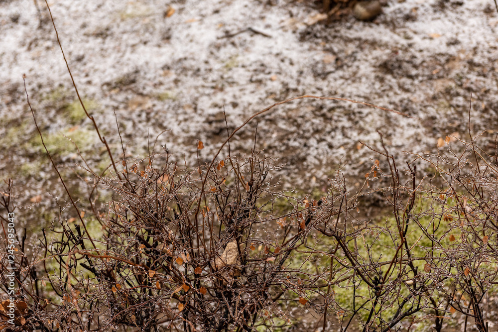 Frozen plants covered in a thick layer of ice after a winter ice storm with freezing rain Frozen plants covered in a thick layer of ice after a winter ice storm with freezing rain