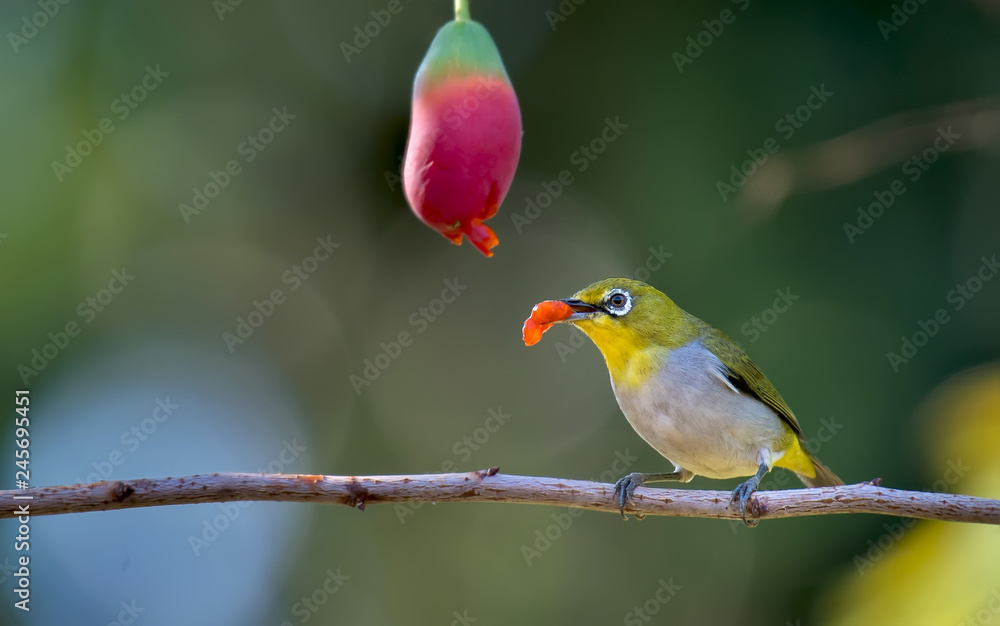 Oriental White-eye on branch with ripe fruit.
Oriental White-eye on branch with ripe fruit.