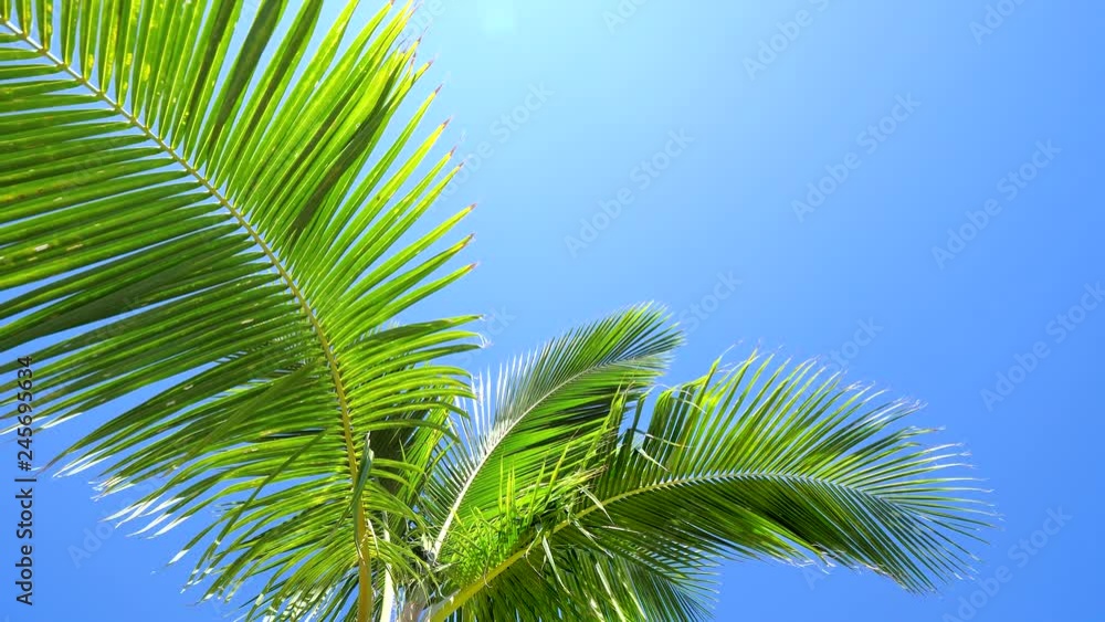 Palm tree leaves slowly moving in wind against clear blue sky Palm tree leaves slowly moving in wind against clear blue sky