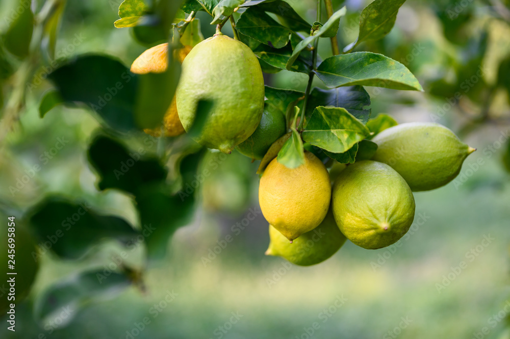 Ripe Lemons or Growing Lemon, Bunch of fresh lemon on a lemon tree branch in sunny garden. Ripe Lemons or Growing Lemon, Bunch of fresh lemon on a lemon tree branch in sunny garden.