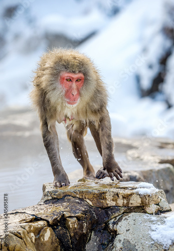 Wet Japanese macaque on the stone at natural hot springs in Winter season.  The Japanese macaque   Scientific name  Macaca fuscata   also known as the snow monkey.