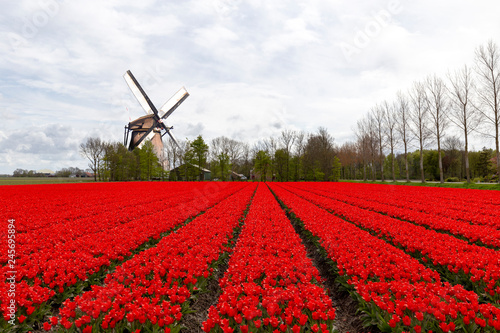 Dutch purple red tulips bulb farm plantation under a sunny blue sky in spring time