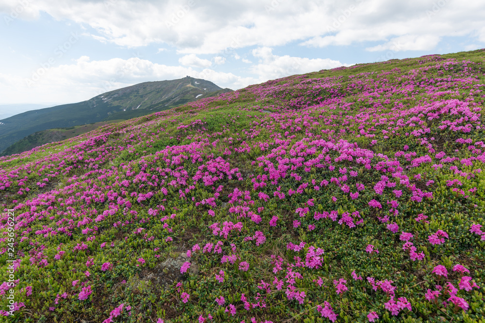 Summer in the mountains, flowering of the Carpathian flowers on the ridges.