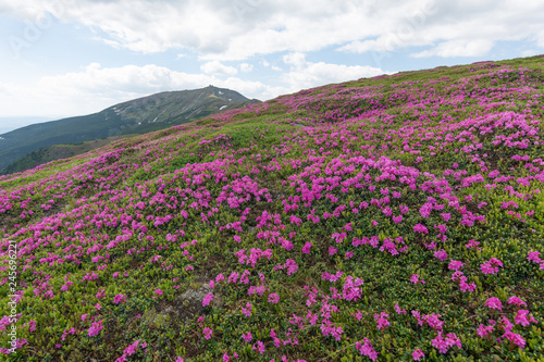 Summer in the mountains  flowering of the Carpathian flowers on the ridges.