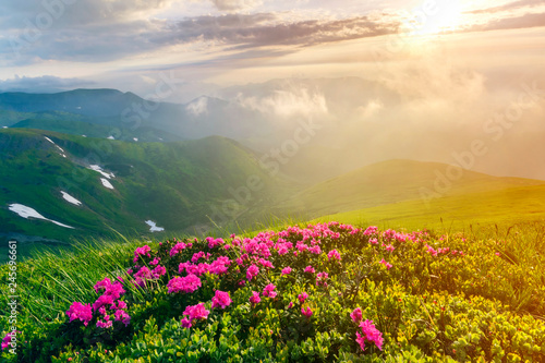 Beautiful view of pink rhododendron rue flowers blooming on mountain slope with foggy hills with green grass and Carpathian mountains in distance with dramatic clouds sky. Beauty of nature concept.