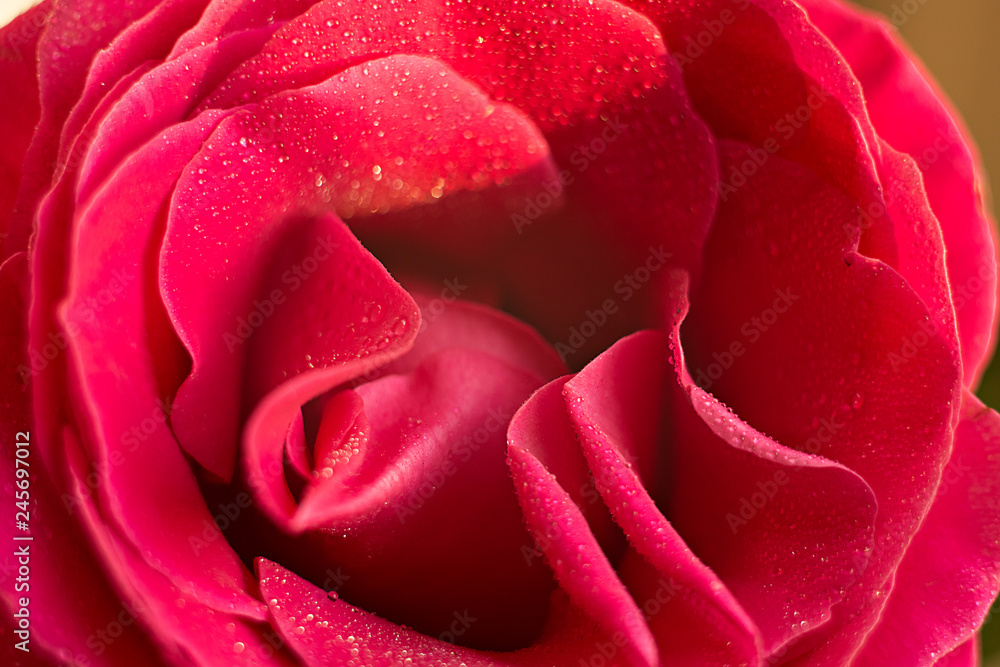 Naklejka premium red pink rose red macro in drops of dew