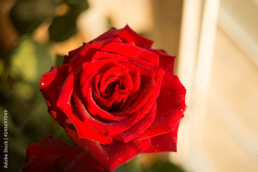 red rose red macro in drops of dew in the sun red rose red macro in drops of dew in the sun