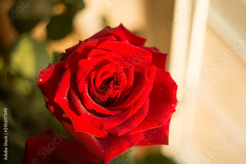 red rose red macro in drops of dew in the sun