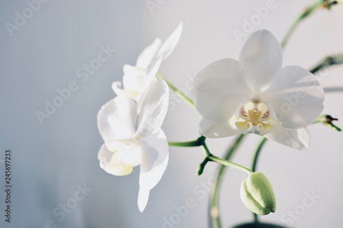 Fototapeta Naklejka Na Ścianę i Meble -  Orchids No. 2