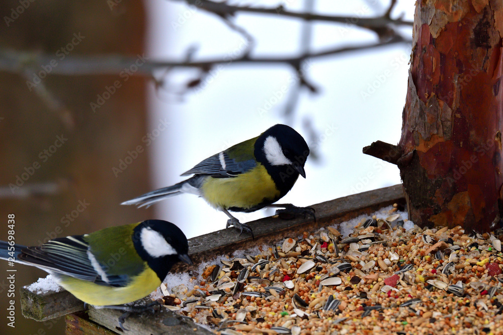 Bird tomtit feeding sunflower on the ground snow in winter Close up fodder rack with sunflowers millet