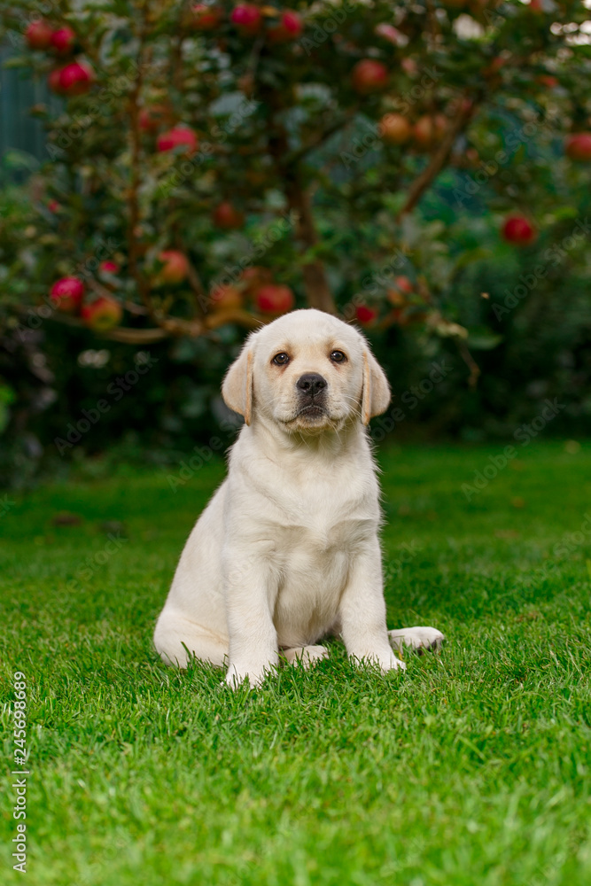 Labrador puppies of black and white in the summer are played on the lawn Labrador puppies of black and white in the summer are played on the lawn