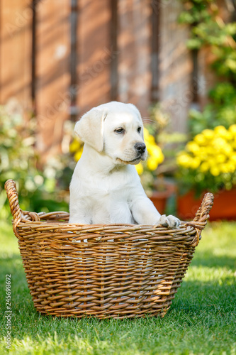Labrador puppies of black and white in the summer are played on the lawn
