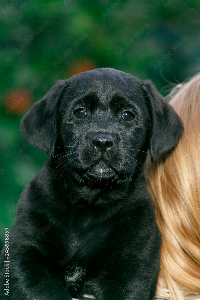 Labrador puppies of black and white in the summer are played on the lawn