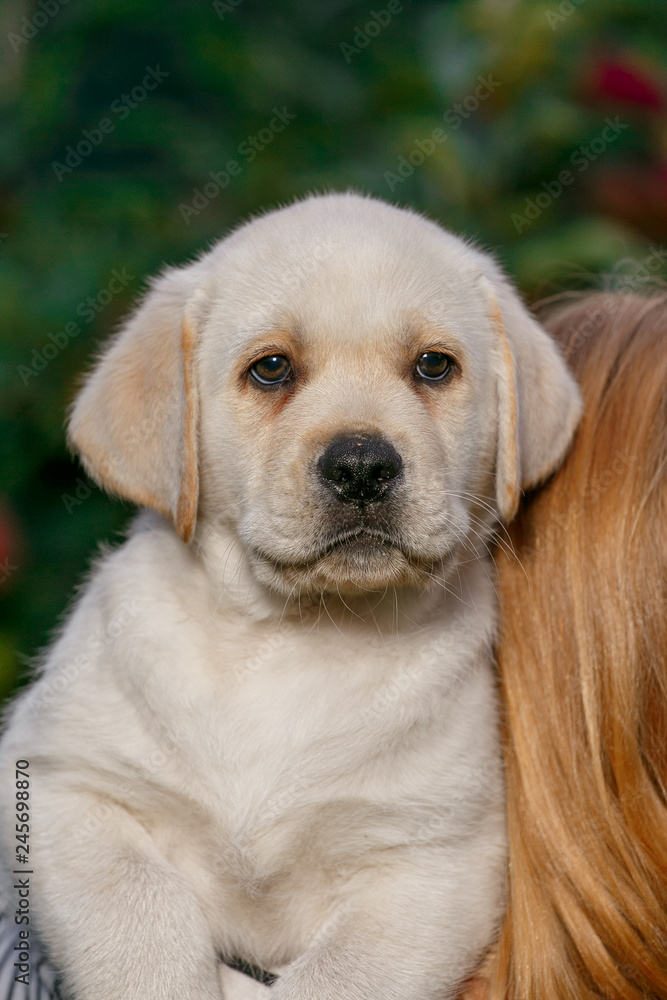 Labrador puppies of black and white in the summer are played on the lawn Labrador puppies of black and white in the summer are played on the lawn