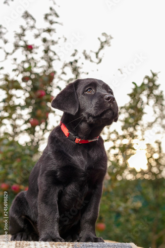 Labrador puppies of black and white in the summer are played on the lawn