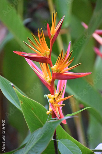 Exotic red orange flower in a palm tree in Thailand, Asia