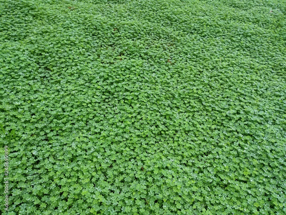 Grass and clover background Grass and clover background