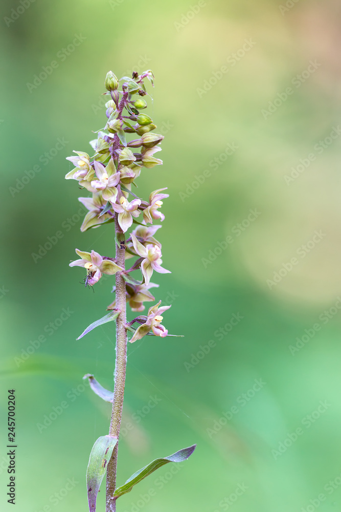 Violet helleborine photographed in deep shade. Violet helleborine photographed in deep shade.