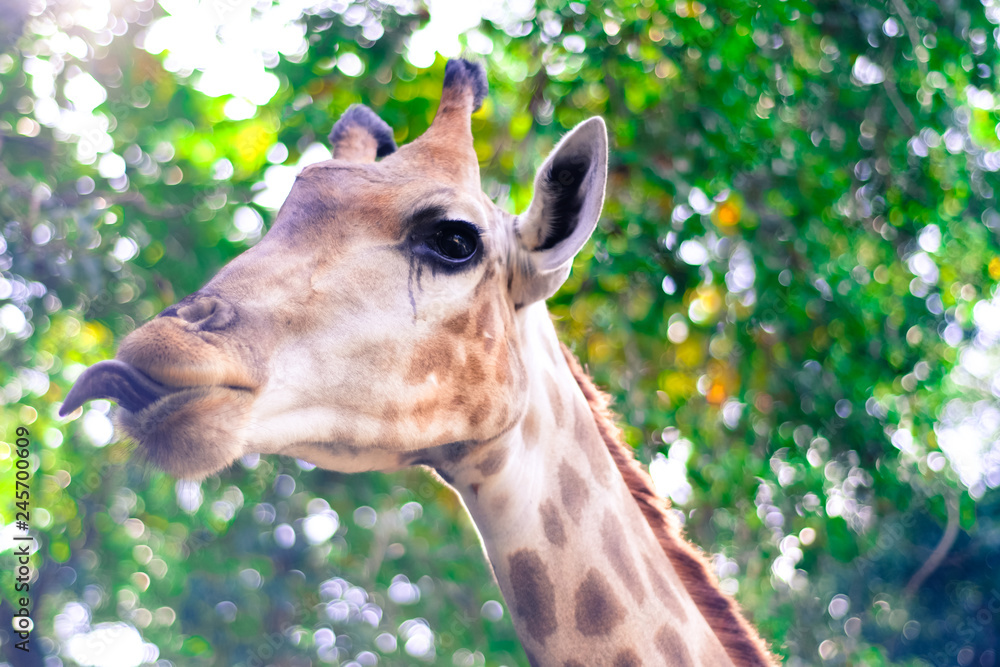 Obraz premium Giraffe eat leaves.