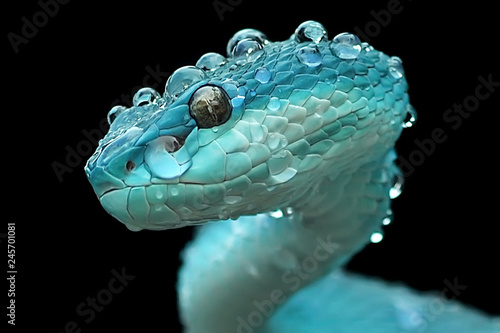 Photography Trimeresurus insularis   This snake inhabits the forest at an altitude of up to 880m above sea level