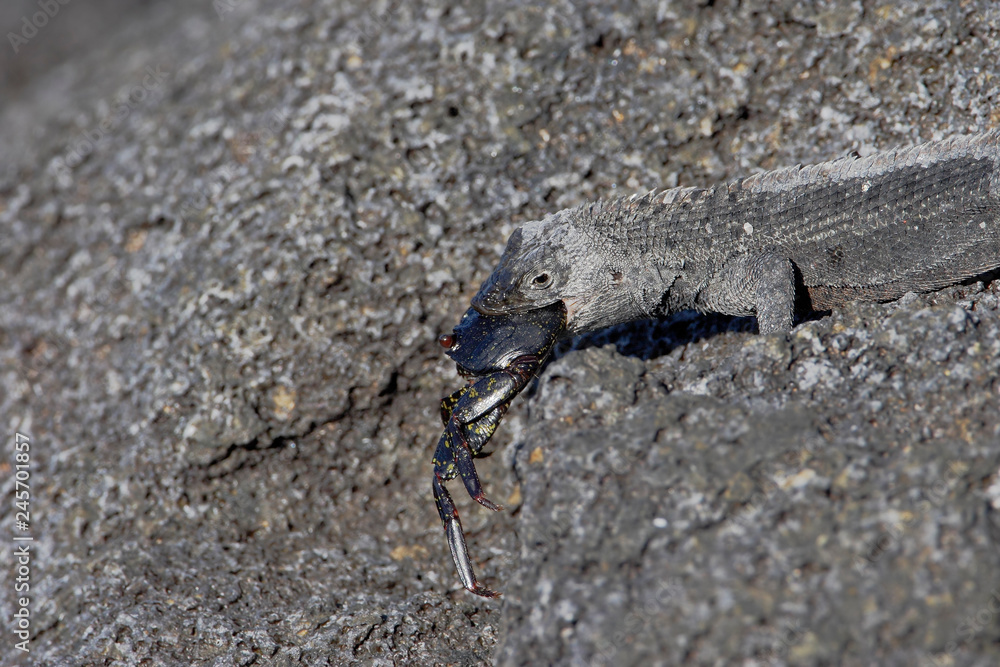 Lava lizard (Microlophus albemarlensis) with prey, Fernandina island, Galapagos islands, Ecuador Lava lizard (Microlophus albemarlensis) with prey, Fernandina island, Galapagos islands, Ecuador