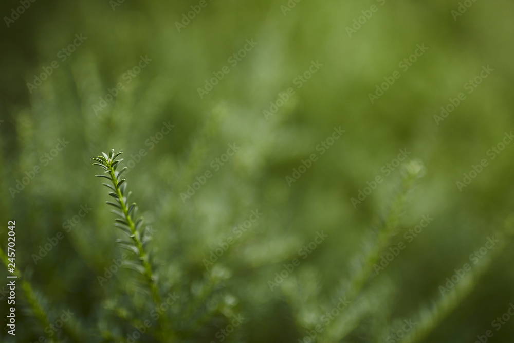 closeup green branch background closeup green branch background