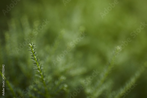 closeup green branch background
