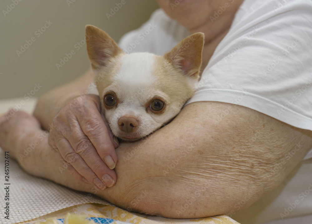 Aged woman and small dog Aged woman and small dog